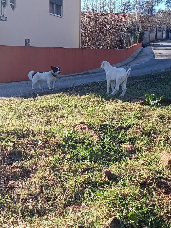 Alojamento Local - Casa Amarela Apartman Alvaiázere Kültér fotó